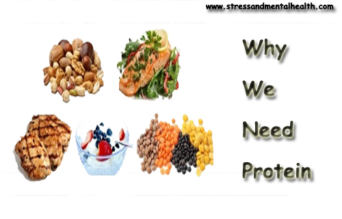 Why We Need Protein