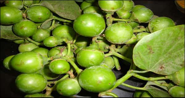 health benefits of Glueberry I Gumberry, Gunda or Lasora.
