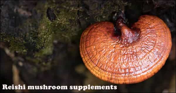Reishi mushroom supplements top 5 health benefits