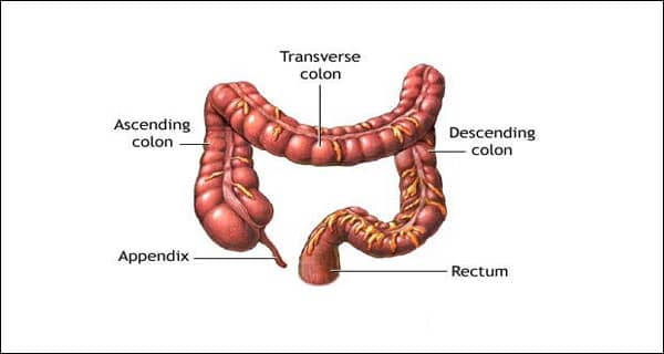 Large intestine function in the digestive system