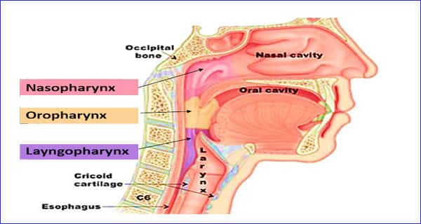 pharynx function in digestive system