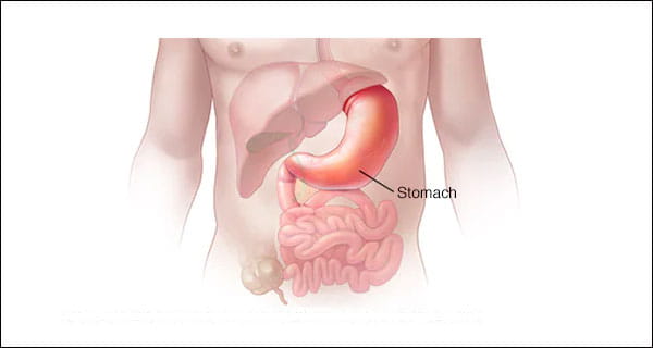 Function of stomach in digestive system