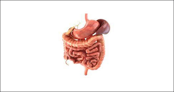 small intestine in our digestive system